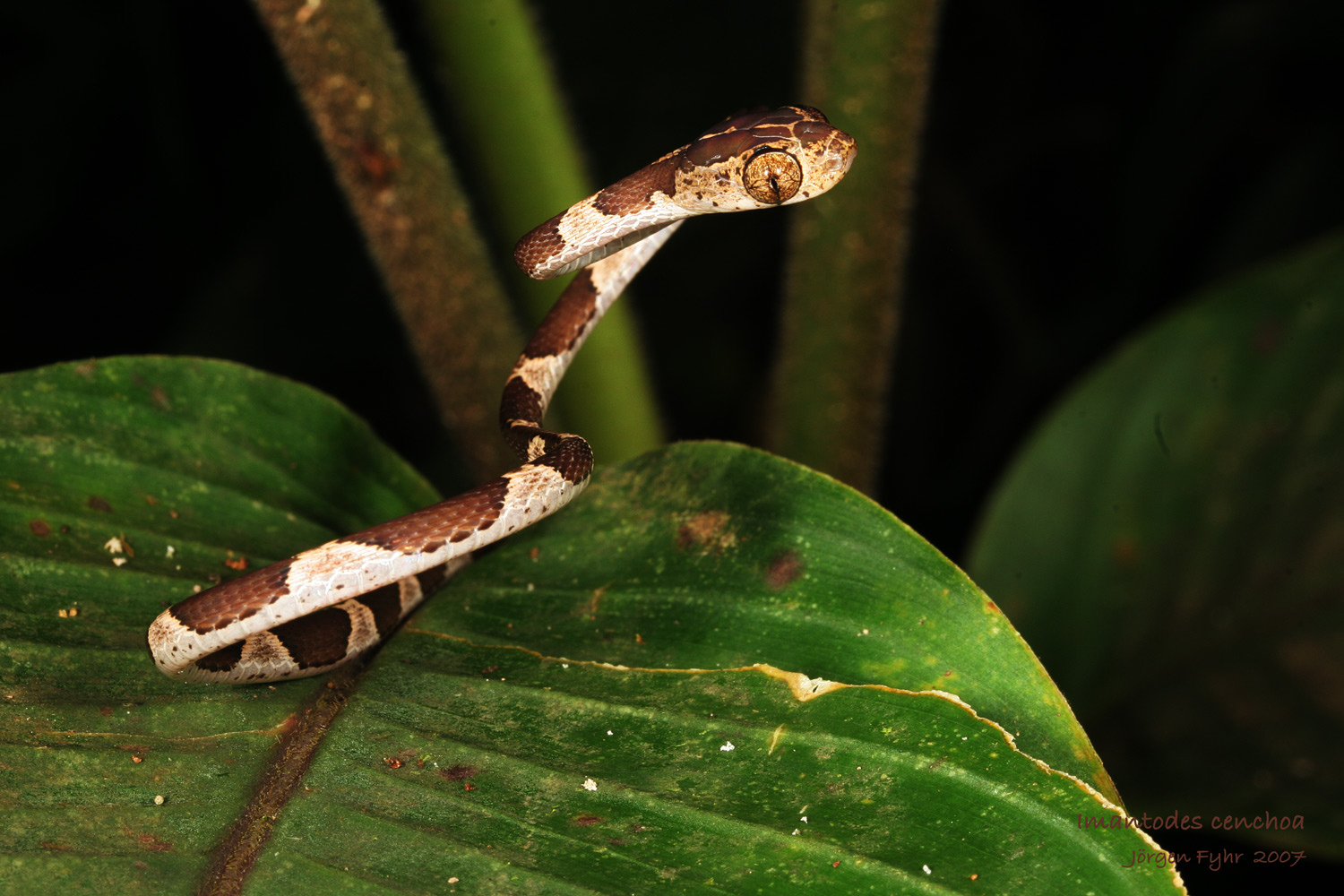 Neotropical snakes
