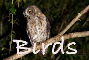 _ADL8217_Birds_Madagascar_Scops_Owl_Otus_rutilus_web_länkbild